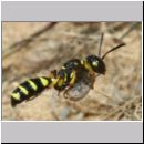 Cerceris arenaria - Sandknotenwespe w18a 12mm - mit Ruesselkaefer - Strophosoma capitatum - Niedringhaussee.jpg